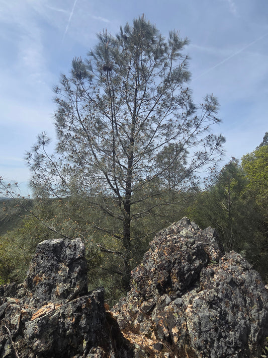 2025 GHOST PINE POLLEN SEASON IS HERE!